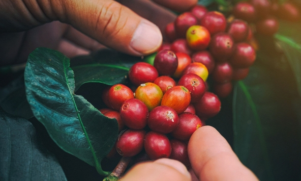 Sau niên vụ xuất khẩu kỷ lục, thị trường nông sản bước vào giai đoạn khó khăn