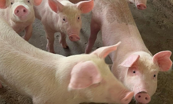 Giá heo hơi 16/11: Giữ nguyên trong khoảng 50.000 – 56.000 đồng/kg