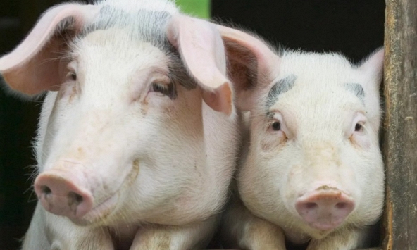 Người nuôi bán tháo, giá heo hơi duy trì ở mức thấp