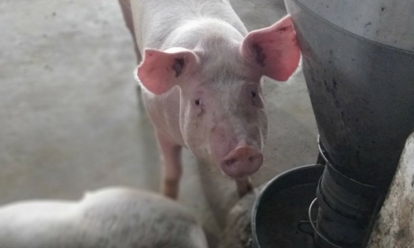 Giá heo hơi 19/11: Chưa thể tăng vì nguồn cung nhiều