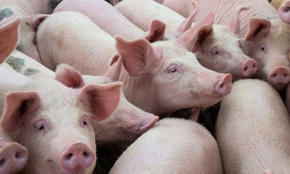 Giá heo hơi có xu hướng tăng trở lại