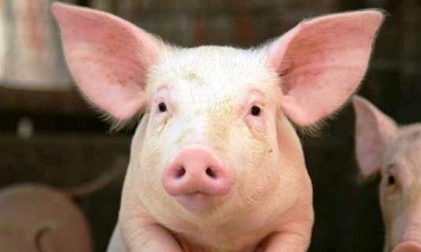 Giá heo hơi ngày 22/11: Tăng nhẹ ở nhiều địa phương