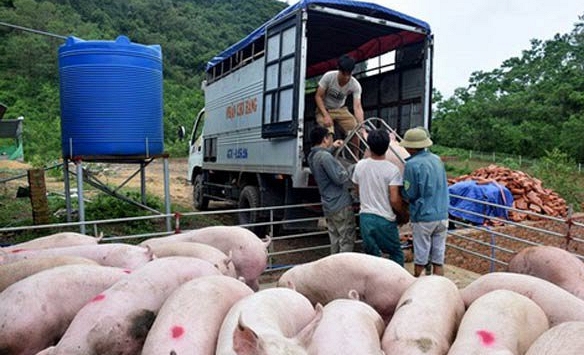 Giá heo hơi hôm nay 23/11: Khung giá 56.000 – 57.000 đồng/kg được mở rộng