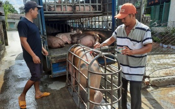 Giá heo hơi hôm nay 24/11: Giá heo không tăng thêm