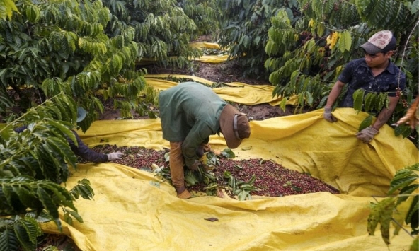 Việt Nam thu mua hơn 86% hồ tiêu xuất khẩu của Campuchia