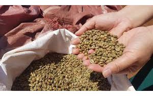 Đà giảm giá cà phê chậm lại
