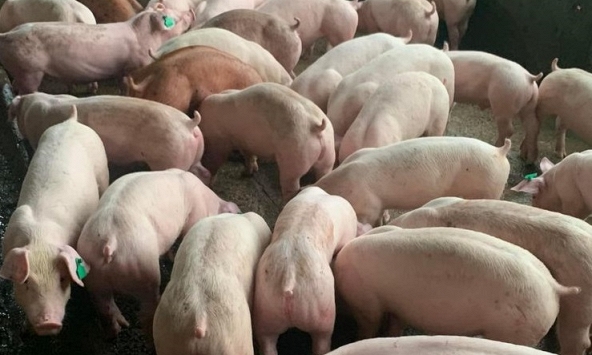 Giá heo hơi 25/11: Không biến động, giao dịch quanh mức 52.000 – 56.000 đồng/kg