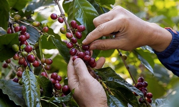 Thị trường nông sản vẫn chưa xuất hiện tín hiệu lạc quan