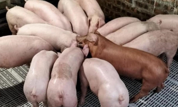 Giá heo hơi 25/11: Tiếp tục đi ngang