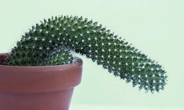 Đây là 4 cách để bạn có được sự cương cứng tốt hơn khi lên giường