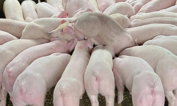 Giá heo hơi sẽ giảm đà tăng trong những ngày tới