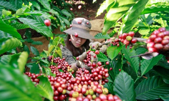 Thị trường nông sản đầu tuần lặng sóng