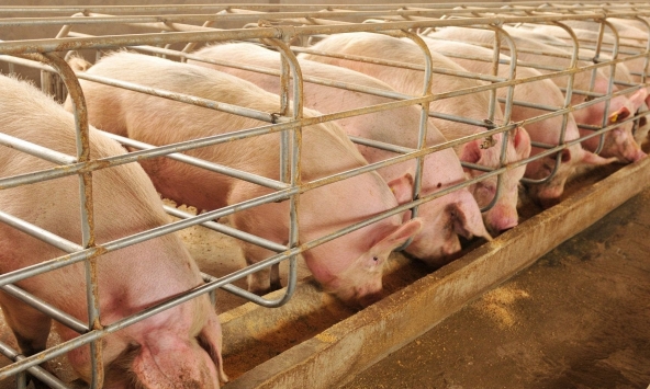 Giá heo hơi 29/11: Miền Bắc giảm nhẹ