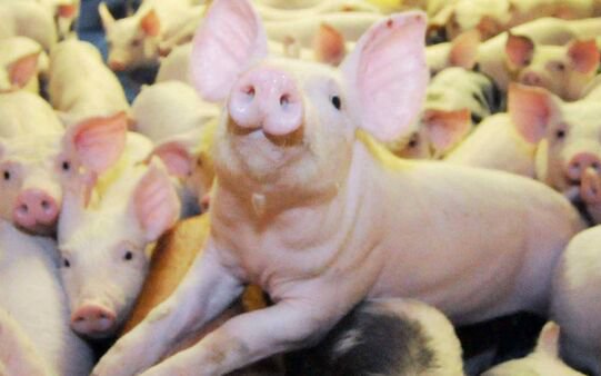 Giá heo hơi 30/11: Tiếp tục giảm