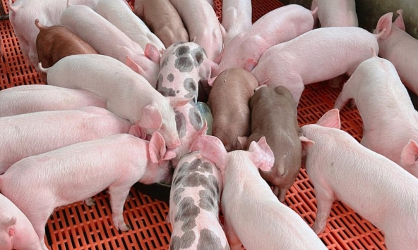 Giá heo hơi 1/12: Giao dịch chậm, tiếp tục giảm