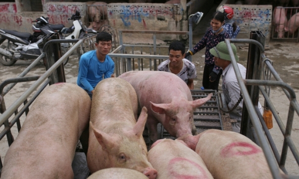 Giá heo hơi 2/12: Tiếp tục giảm vì người nuôi bán tháo