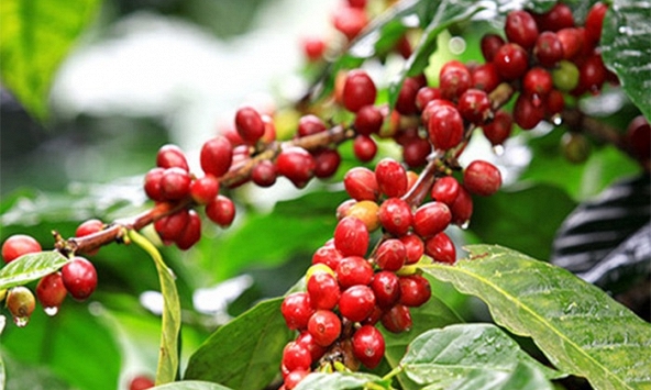 Thị trường nông sản ngày 3/12: Giá cà phê giảm, giá tiêu tăng nhẹ