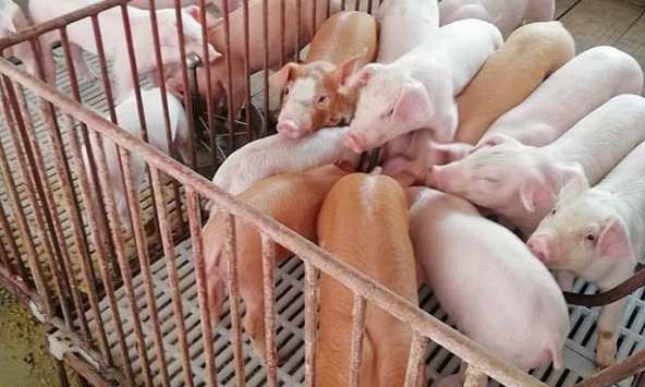 Giá heo hơi 3/12: Ba miền khá tương đồng