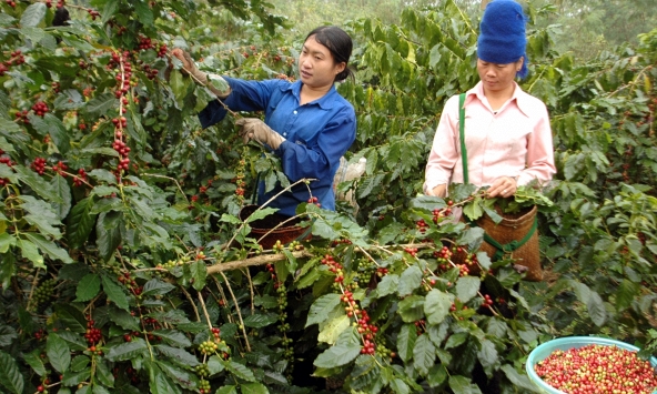 Thị trường nông sản trầm lắng trong phiên đầu tuần