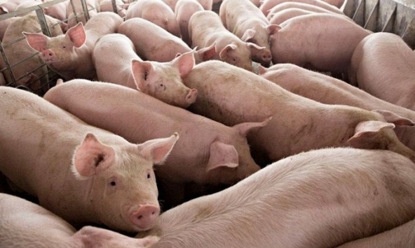Giá heo hơi 5/12: Chuỗi ngày giảm giá chưa dừng