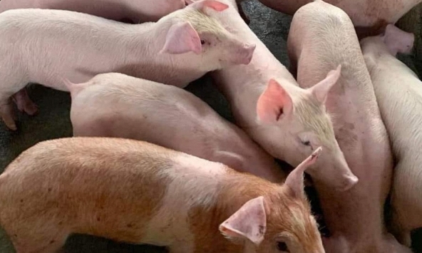 Giá heo miền Bắc tăng nhẹ