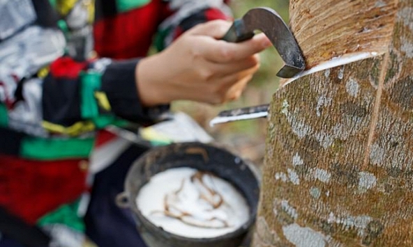 Trung Quốc chi gần 2 tỉ USD để nhập khẩu cao su từ Việt Nam