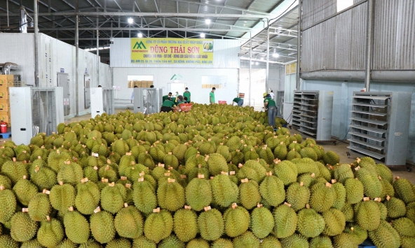 Xuất khẩu rau quả vượt 3 tỷ USD