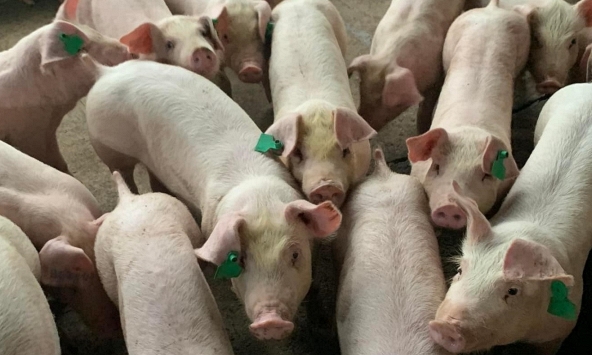 Giá heo hơi 8/12: Giữ nguyên khung giá 50.000 – 54.000 đồng/kg