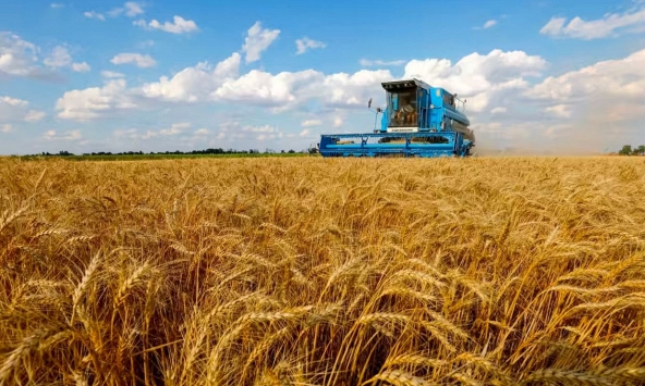 Giá lúa mì chạm mức thấp nhất 14 tháng do xuất khẩu của Nga tăng mạnh