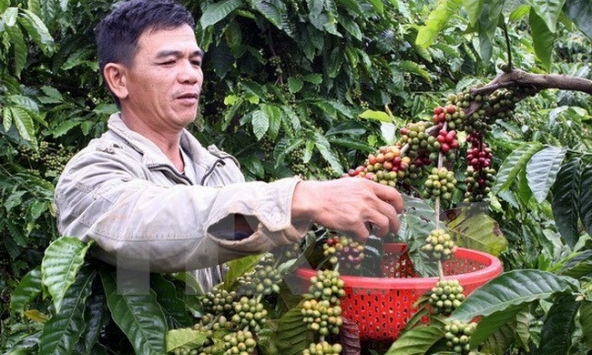 Thị trường nông sản dự đoán sẽ gặp khó khăn trong năm tới