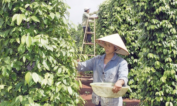 Thị trường nông sản không có nhiều đột phá trong phiên cuối tuần