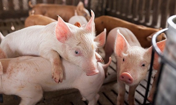 Giá heo hơi 10/12: Miền Bắc tăng trở lại