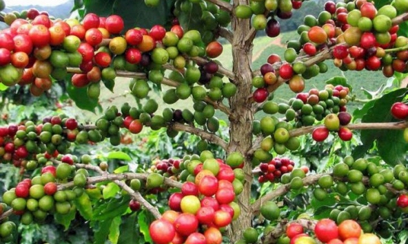 Nhu cầu tiêu thụ cà phê dự báo suy yếu