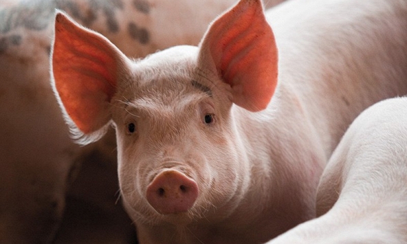 Giá heo có thể tăng nhẹ trong những ngày tới