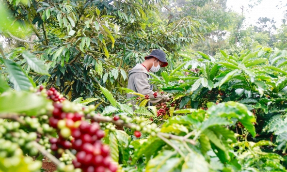 Thị trường nông sản 'lao dốc' khi giá các mặt hàng liên tục giảm kịch sàn