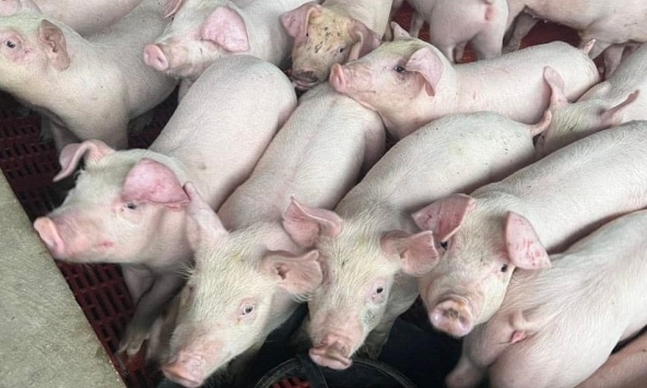 Giá heo hơi 13/12: Ba miền giữ nguyên