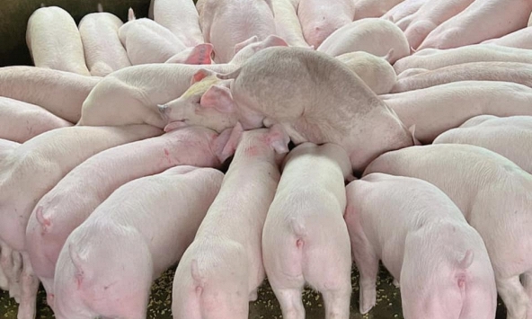 Giá heo hơi 14/12: Tây Nam bộ xuống dưới 50.000 đồng/kg