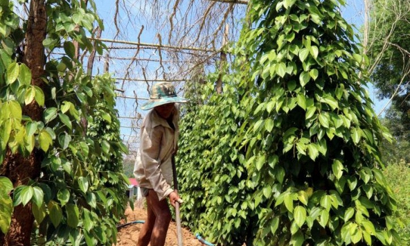 Thị trường nông sản 14/12: Giá tiêu, cao su tiếp tục lao dốc