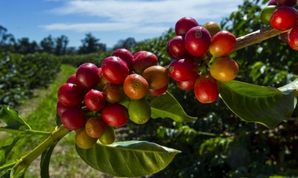 Thị trường nông sản ngày 15/12: Giá tiêu giảm 2.000 đồng/kg trong tuần này