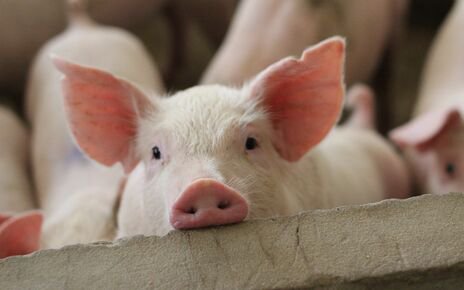 Giá heo hơi hôm nay 16/12: Giao dịch heo thịt tại miền Bắc sôi động