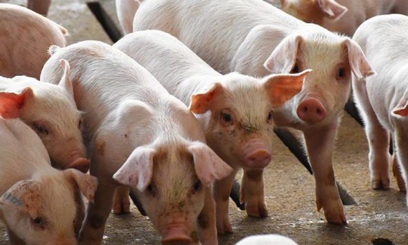 Giá thịt heo bán sỉ tại TP.HCM giảm nhẹ