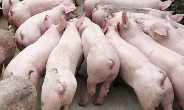 Giá heo hơi được dự báo không tăng trong thời gian tới