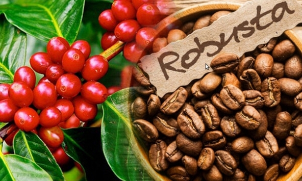 Giá cà phê robusta được dự báo tiếp tục tăng