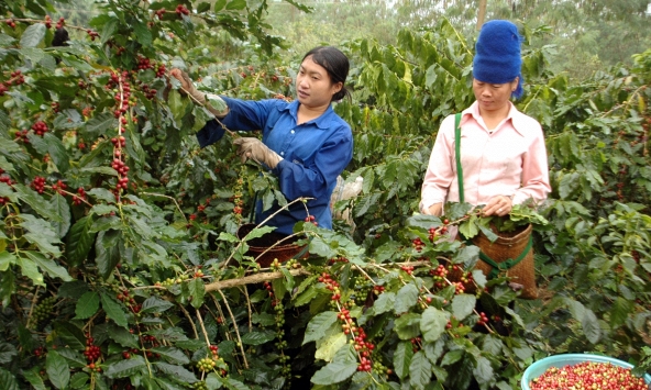 Thị trường nông sản ngày 21/12: Giá cà phê trong nước đi ngược với thế giới