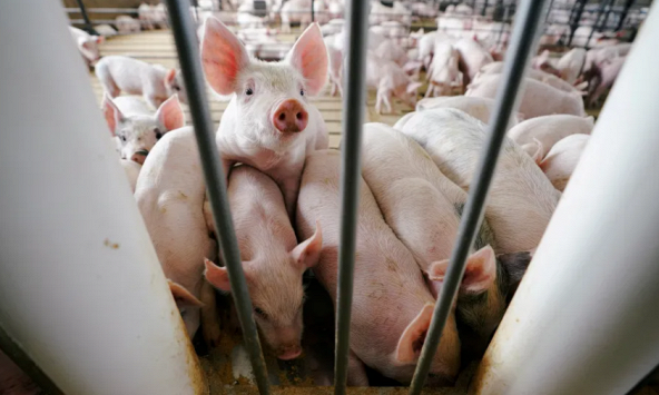 Giá heo hơi 21/12: Tết sắp đến vẫn chưa có dấu hiệu tăng