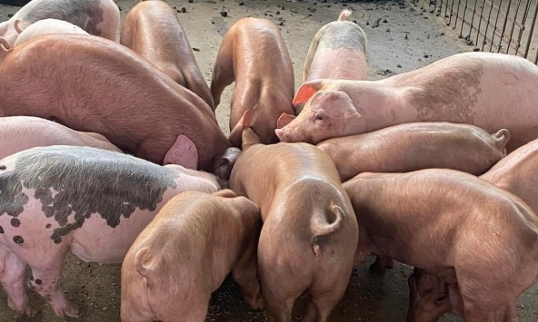 Giá heo ở các tỉnh phía Bắc tăng nhẹ
