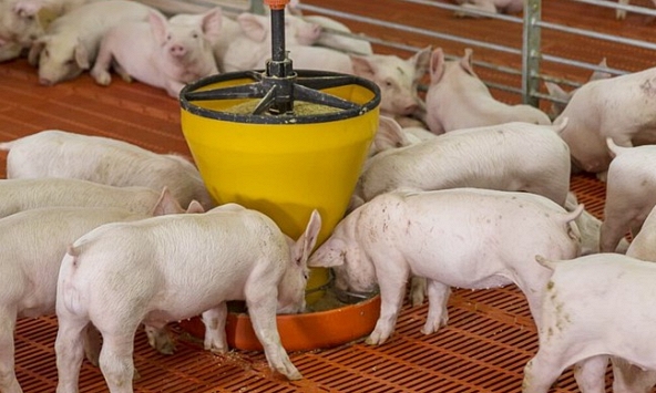 Giá heo hơi hôm nay 24/12: Heo thịt lại chững giá