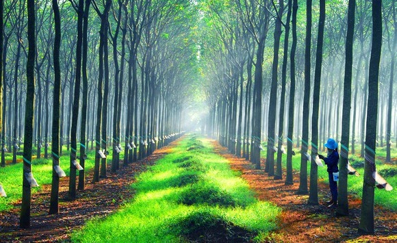 Thị trường nông sản cuối tuần giảm