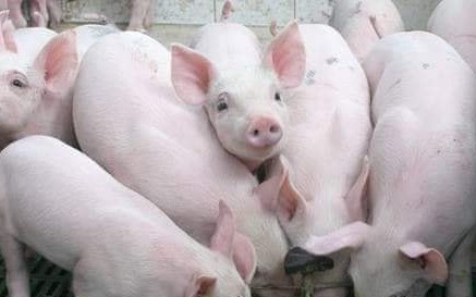 Giá heo hơi hôm nay 26/12: Mức giá ca nhất 55.000 đồng/kg