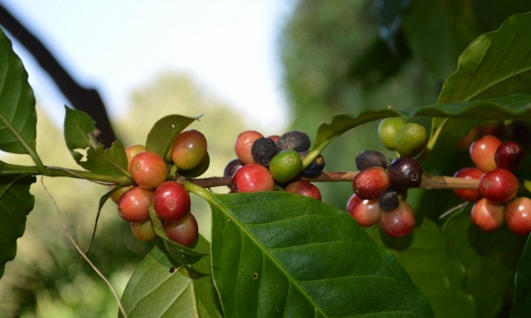 Giá cà phê, cao su, hồ tiêu tiếp tục xu hướng giảm